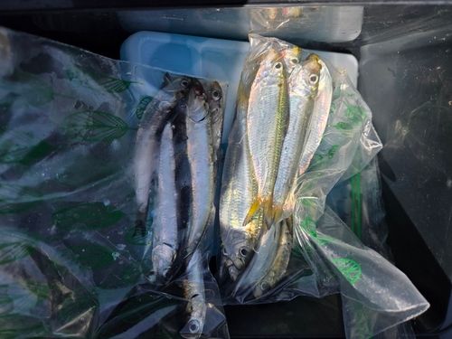 コノシロの釣果