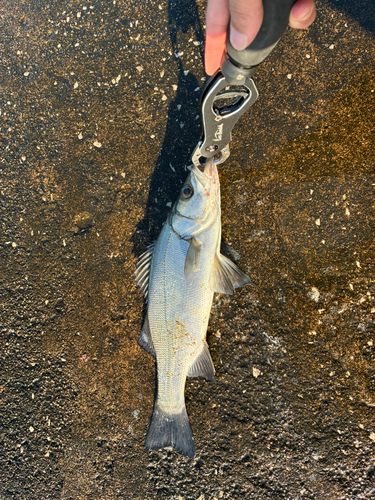 セイゴ（ヒラスズキ）の釣果