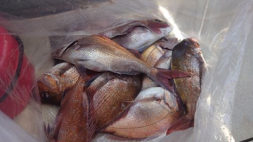 タイの釣果