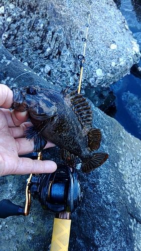 ムラソイの釣果