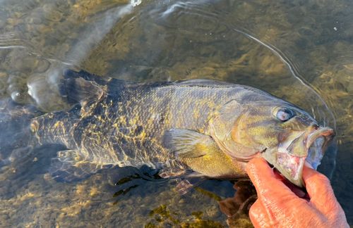 スモールマウスバスの釣果
