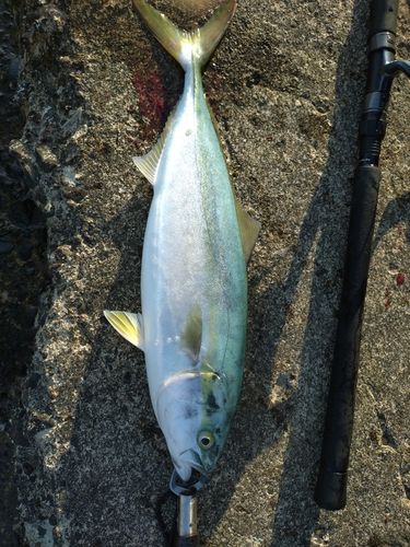イナダの釣果
