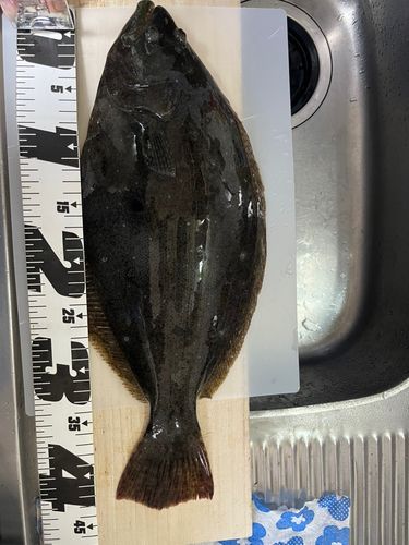ヒラメの釣果
