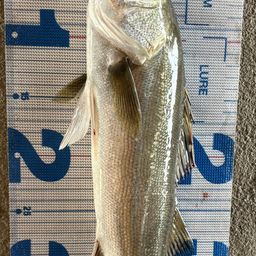 シーバスの釣果写真