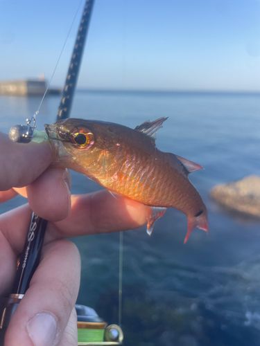 ネンブツダイの釣果