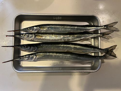 サヨリの釣果