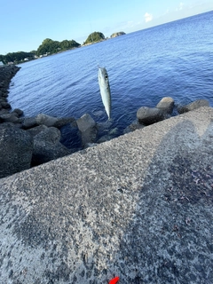 ゴマサバの釣果