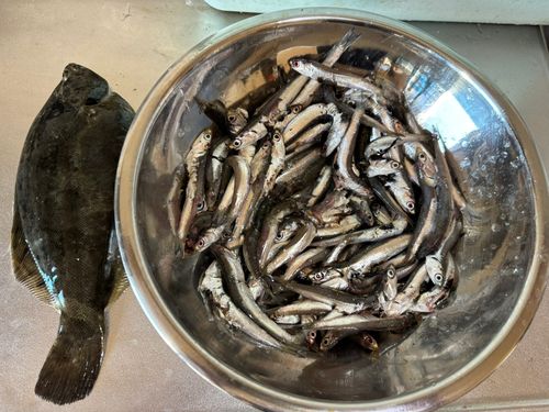 カレイの釣果