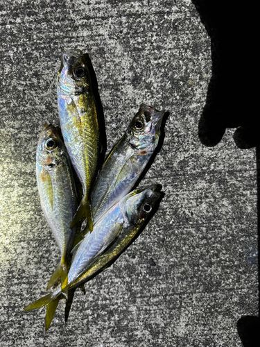 マアジの釣果