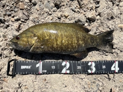 スモールマウスバスの釣果