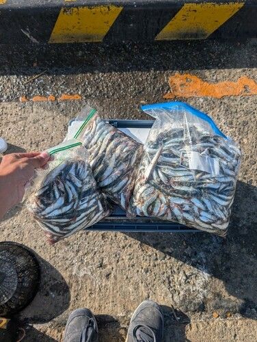 イワシの釣果