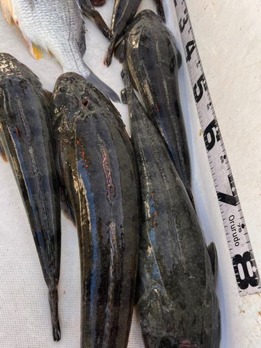 マゴチの釣果