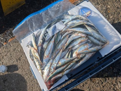 サバの釣果