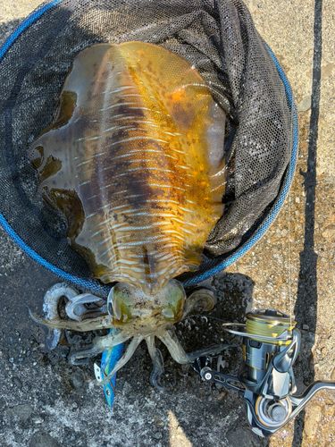 アオリイカの釣果