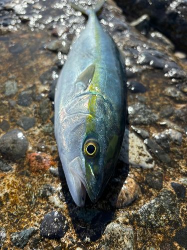 ツバイソの釣果