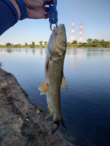ニゴイの釣果