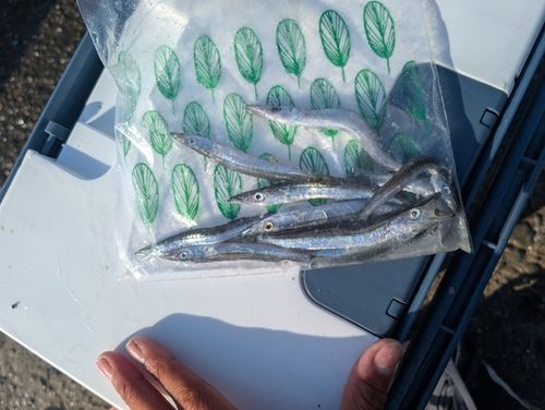 カマスの釣果