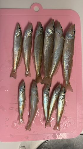 キスの釣果
