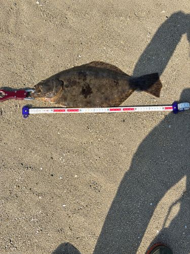 ヒラメの釣果