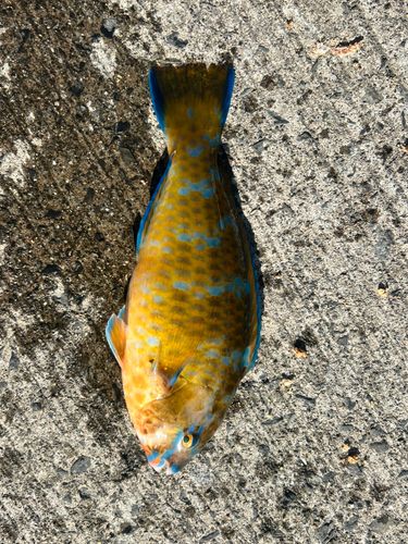 ヒブダイの釣果