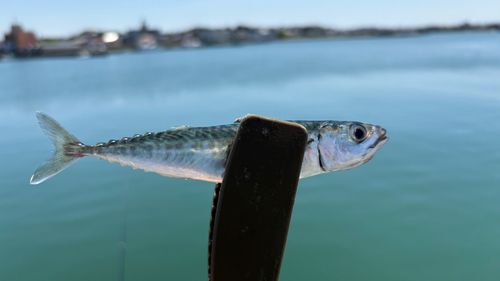 サバの釣果