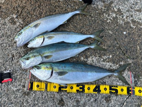 イナダの釣果