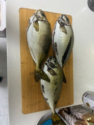 アイゴの釣果