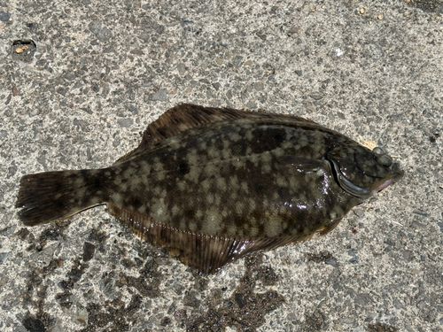 カレイの釣果