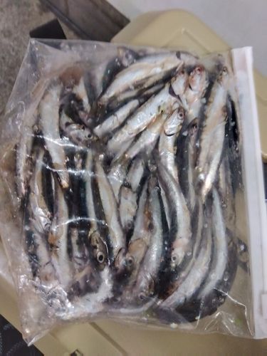 カタクチイワシの釣果