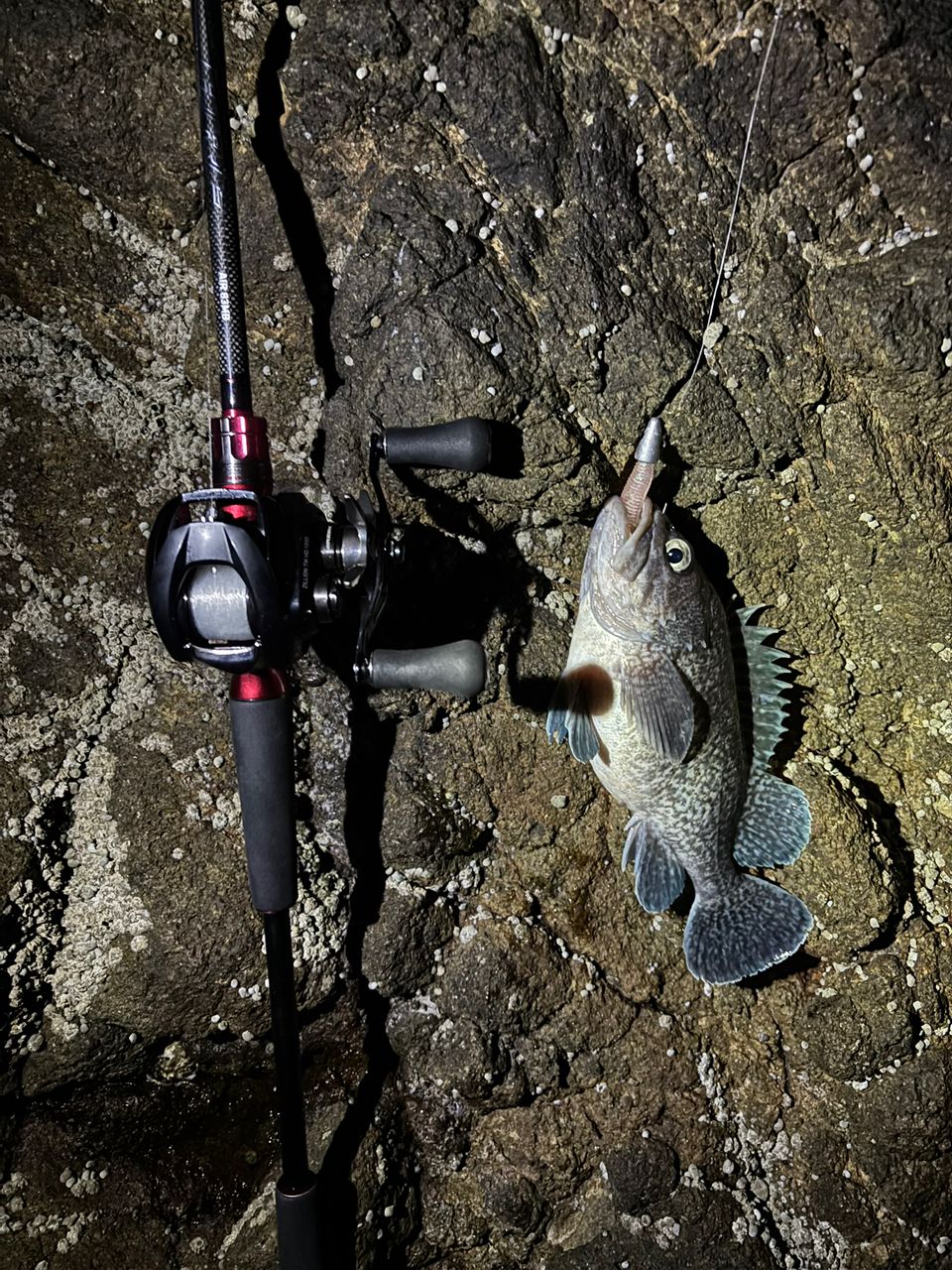 DAIWA 21HRF® (ハードロックフィッシュ) エア 83MB・Nの最安値