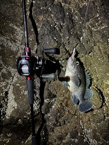 マゾイの釣果