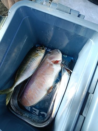 シロアマダイの釣果