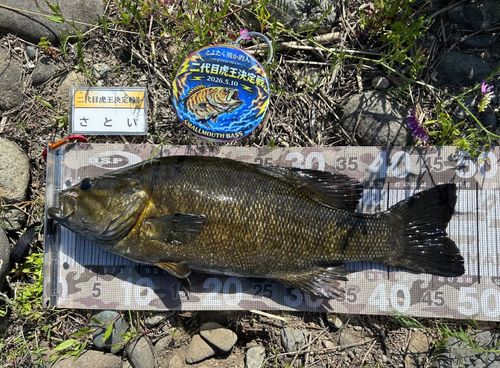 スモールマウスバスの釣果