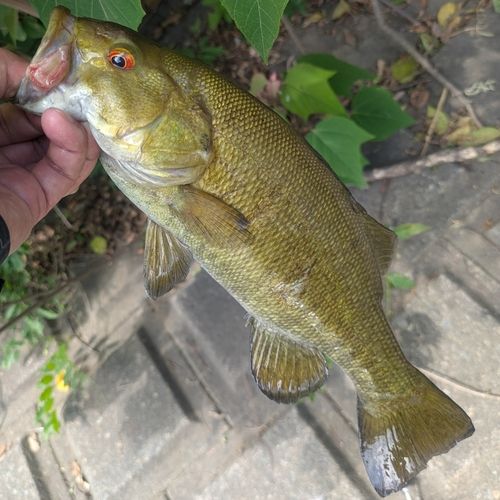 スモールマウスバスの釣果