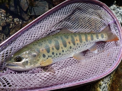ヤマメの釣果