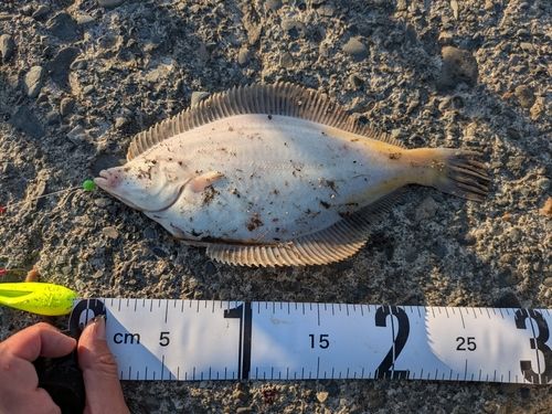 マガレイの釣果