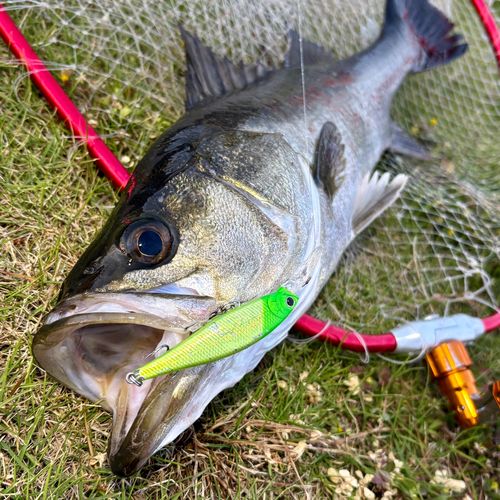 フッコ（マルスズキ）の釣果