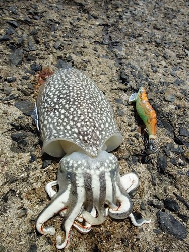 シリヤケイカの釣果