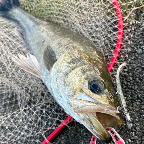 フッコ（マルスズキ）の釣果
