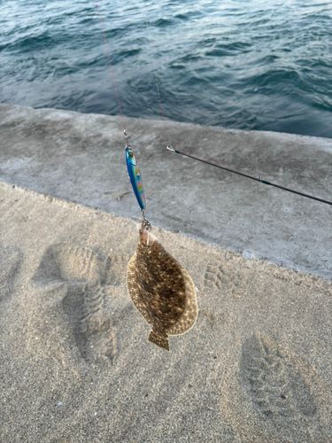 ソゲの釣果