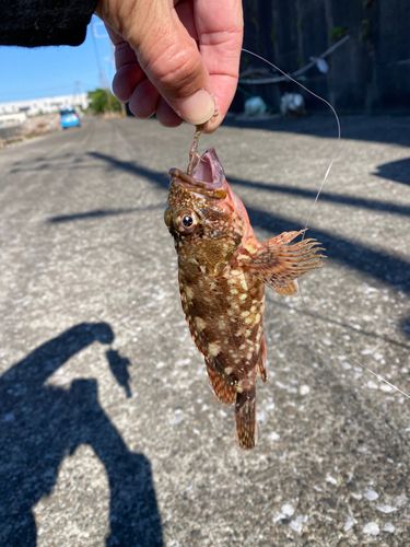 アラカブの釣果