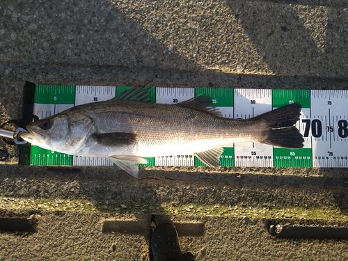 シーバスの釣果