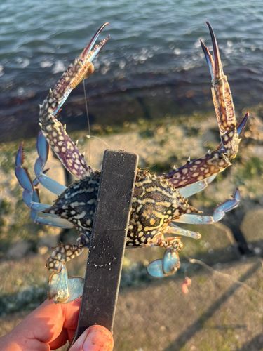 タイワンガザミの釣果