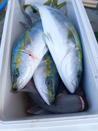 ハマチの釣果