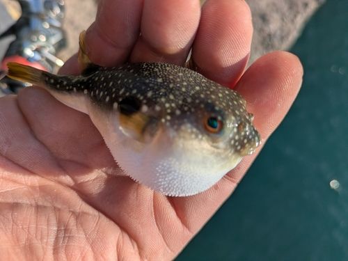 クサフグの釣果