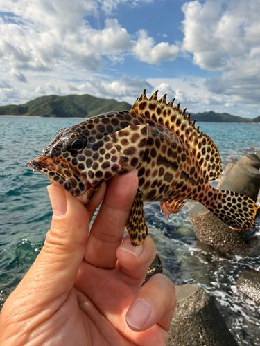カンモンハタの釣果