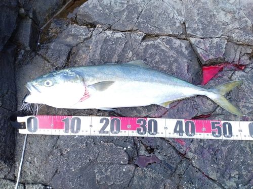 イナダの釣果