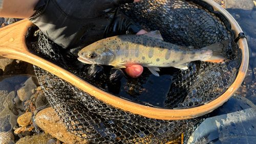 ヤマメの釣果