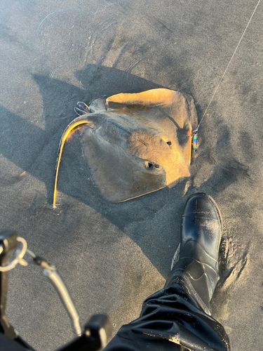 アカエイの釣果