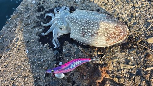 シリヤケイカの釣果